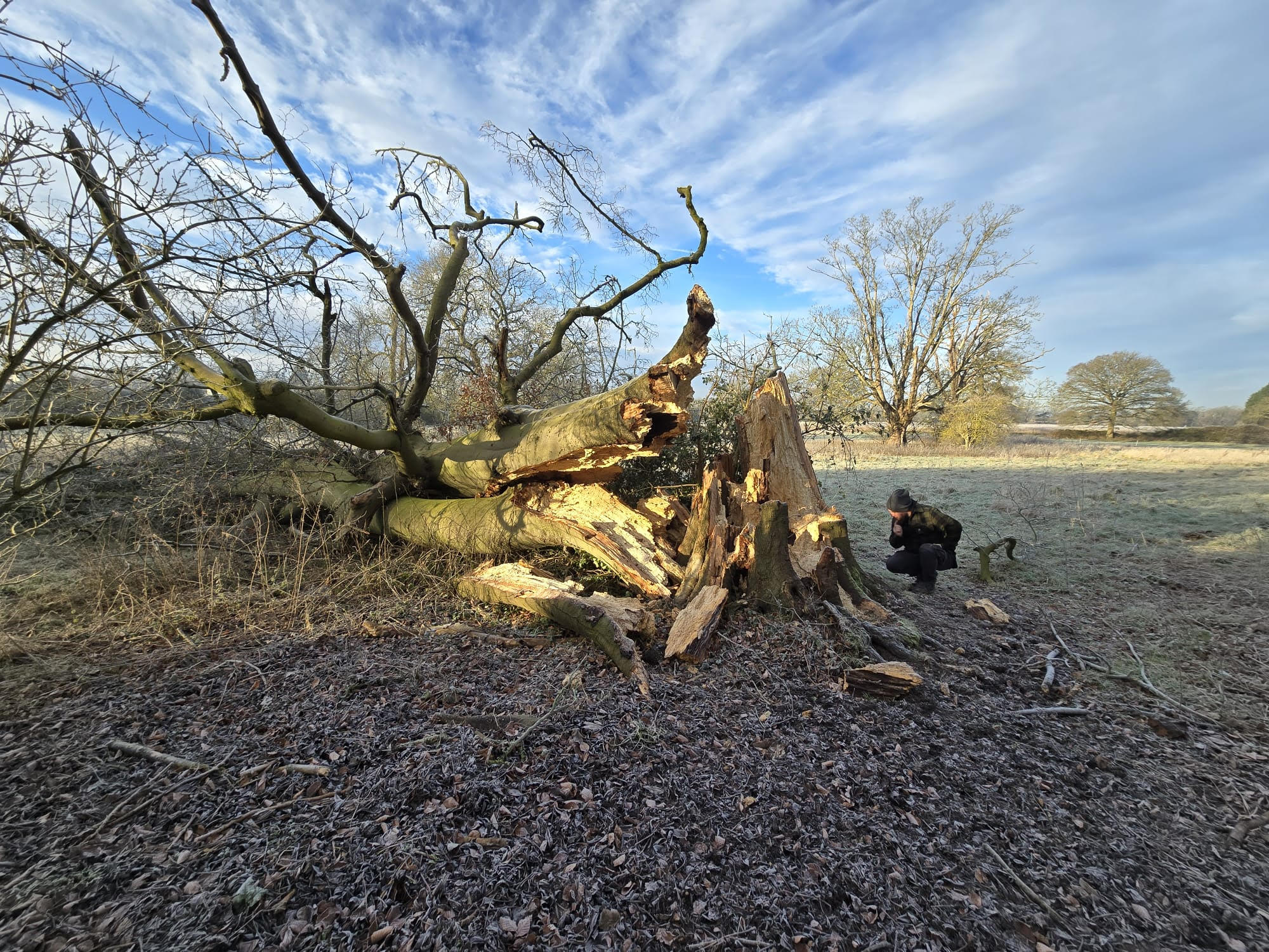 Tree Felling