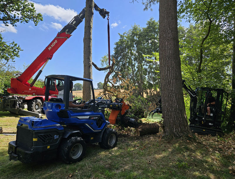 Tree Felling