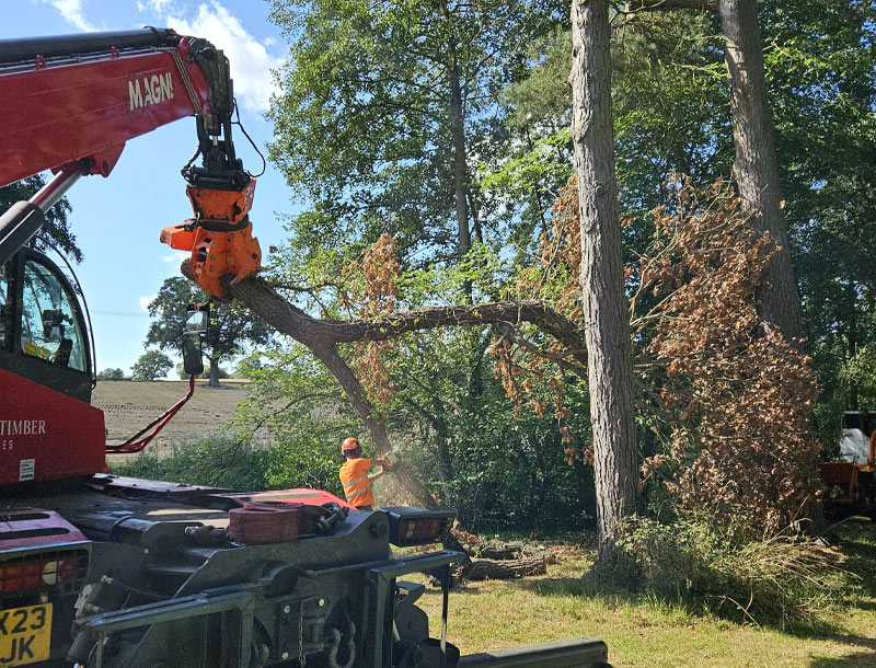 Tree Felling